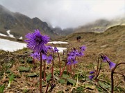 Spettacolo di fiori e marmotte sui sentieri per i Laghetti di Ponteranica – 18magg22  - FOTOGALLERY